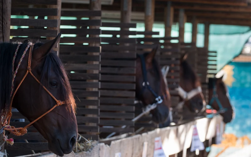 How Equestrian Clubs in Oman Are Managing Horses Without the Right Software